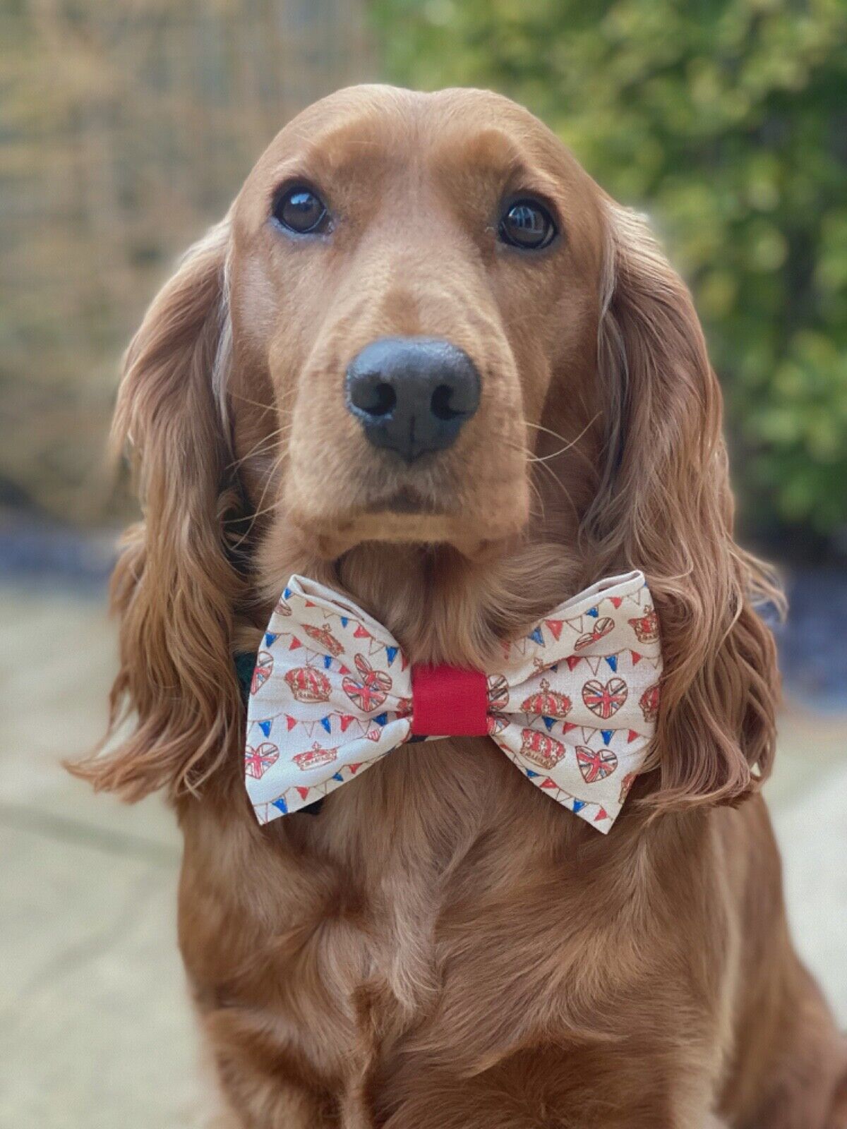 Royal Coronation King UK Crown Royalty Regal Dog Bow tie Bowtie