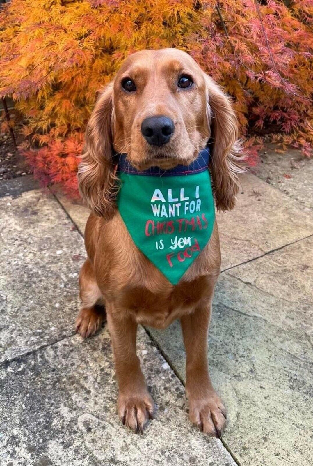 Christmas Dog Bandana with Neck Tie