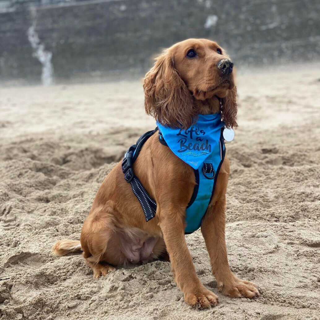 Life’s a Beach Bandana