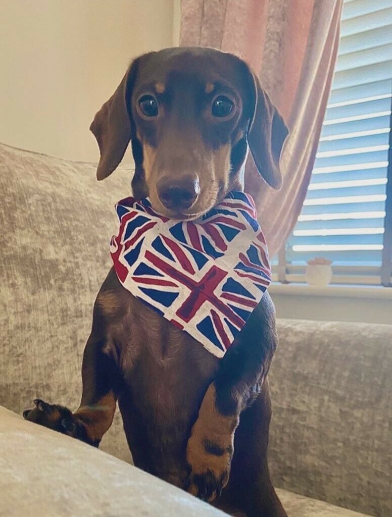 Union Jack Flag Bandana