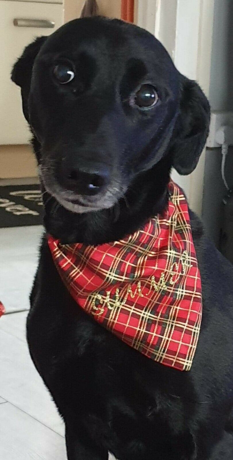 Red Green Tartan Bandana