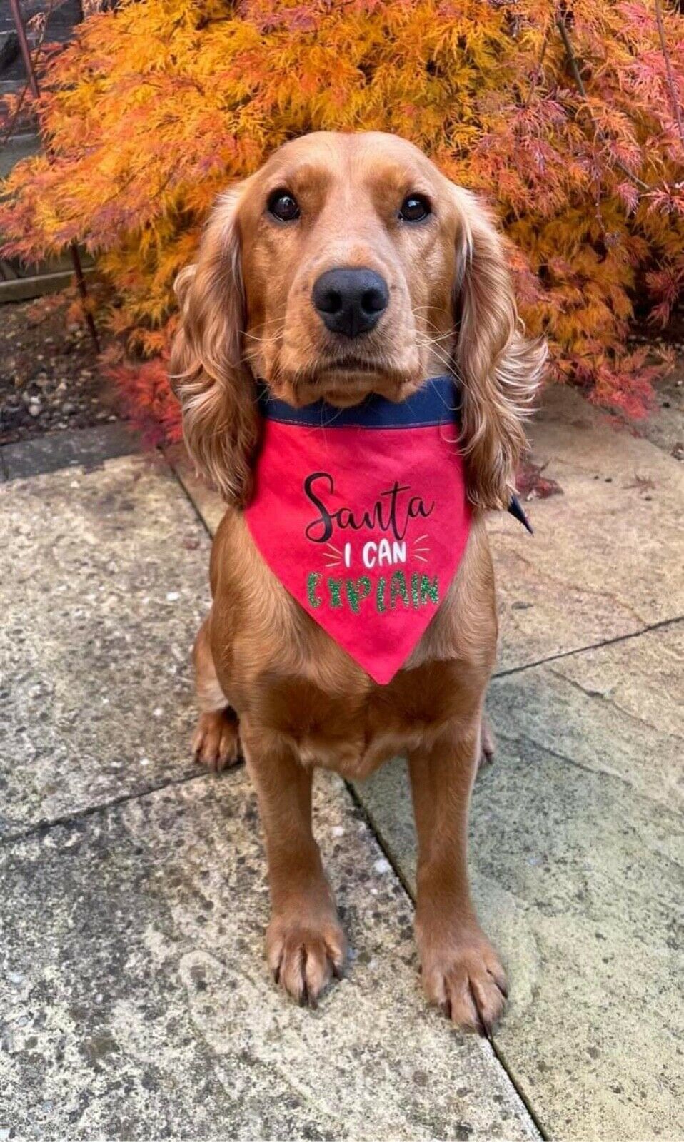 Christmas Dog Bandana with Neck Tie