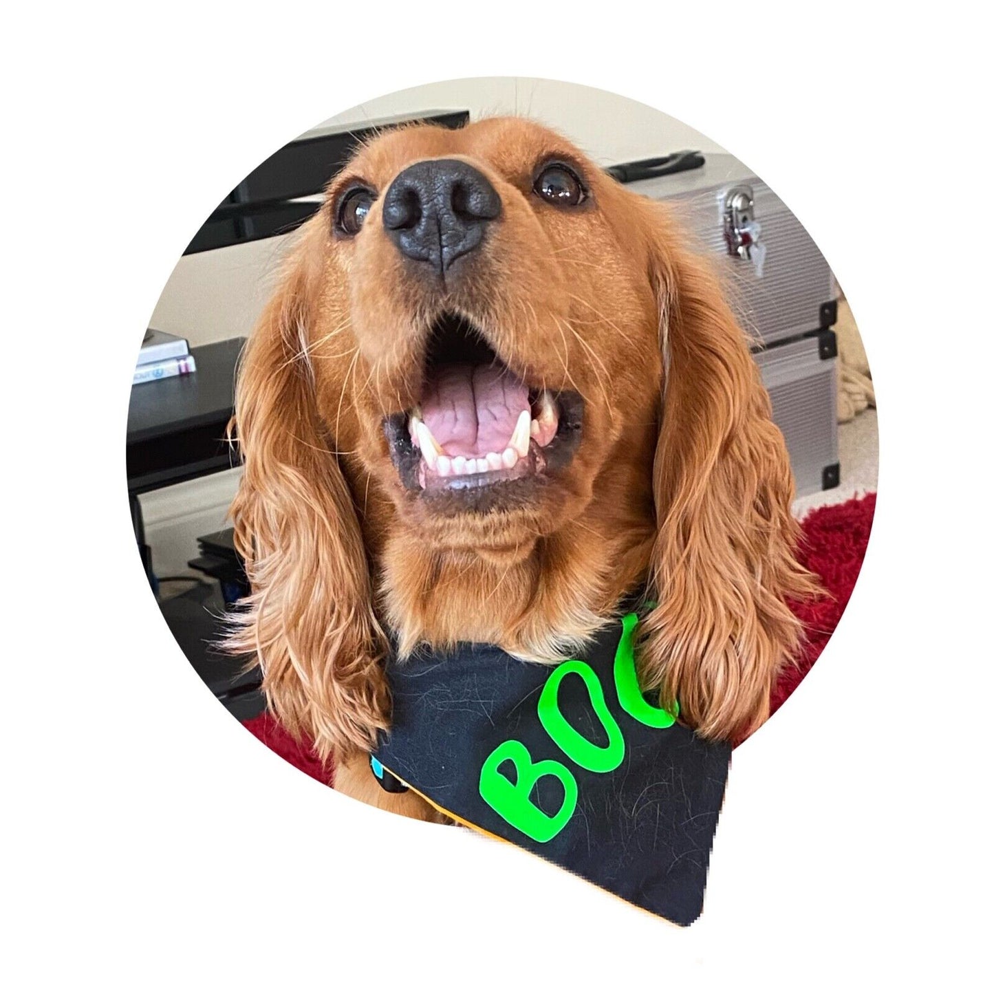 Halloween Pumpkin / Boo Reversible