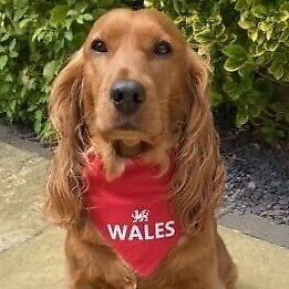 Wales England Scotland Ireland - Ideal for Football or Rugby Events