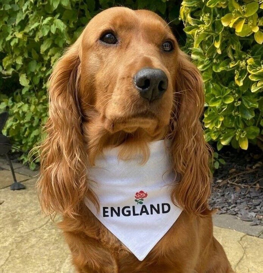 Wales England Scotland Ireland - Ideal for Football or Rugby Events