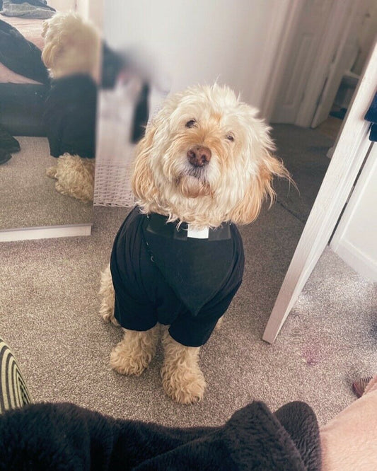 Vicar Dog Bandana