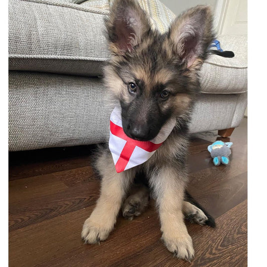 England Flag Bandana